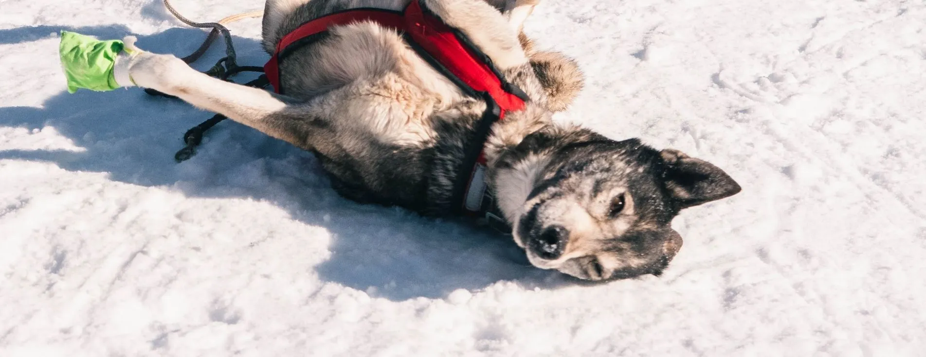 chien-station-neige-pyrenees