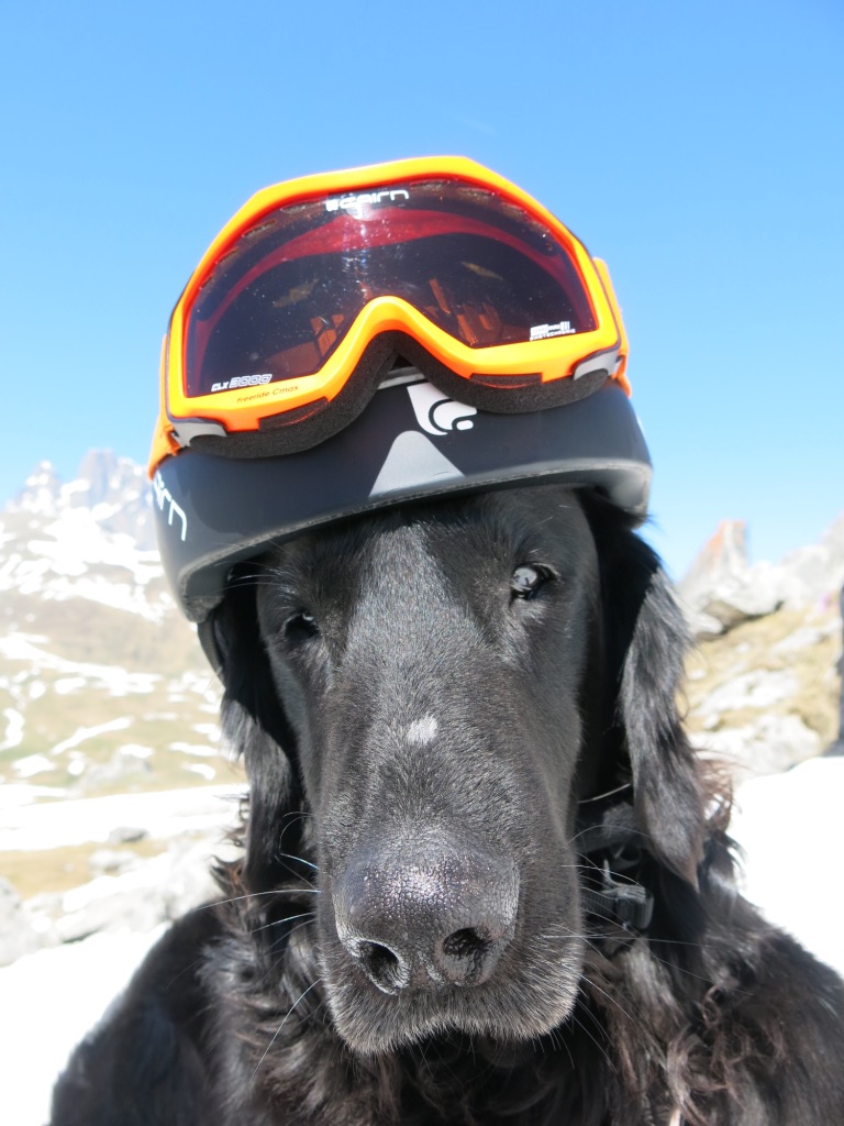 fjord chien avalanche