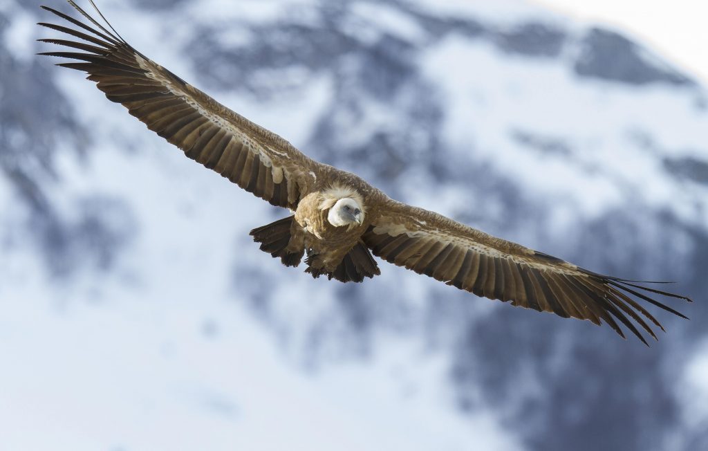 vautour pont d'espagne pyrenees