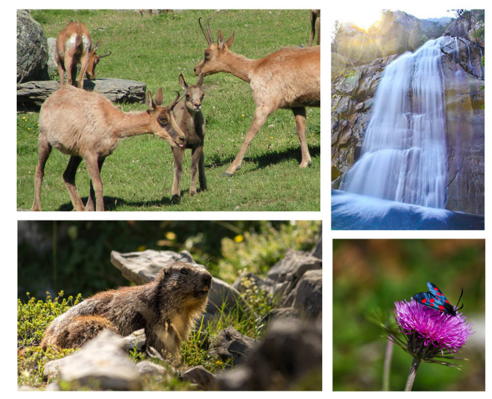 la faune et flore dans les pyrenees