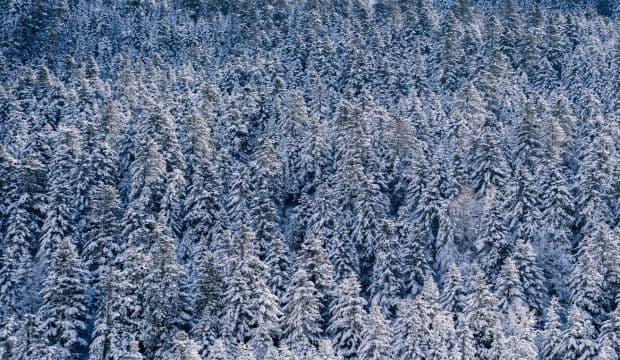 neige-sapins-pyrenees