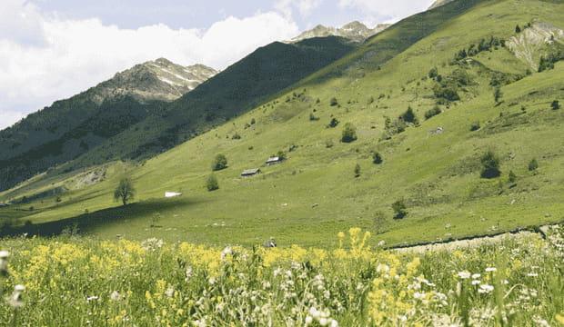 Fleurs des Pyrénées
